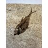 Diplomystis Fossil Fish, Wyoming Prehistoric Online