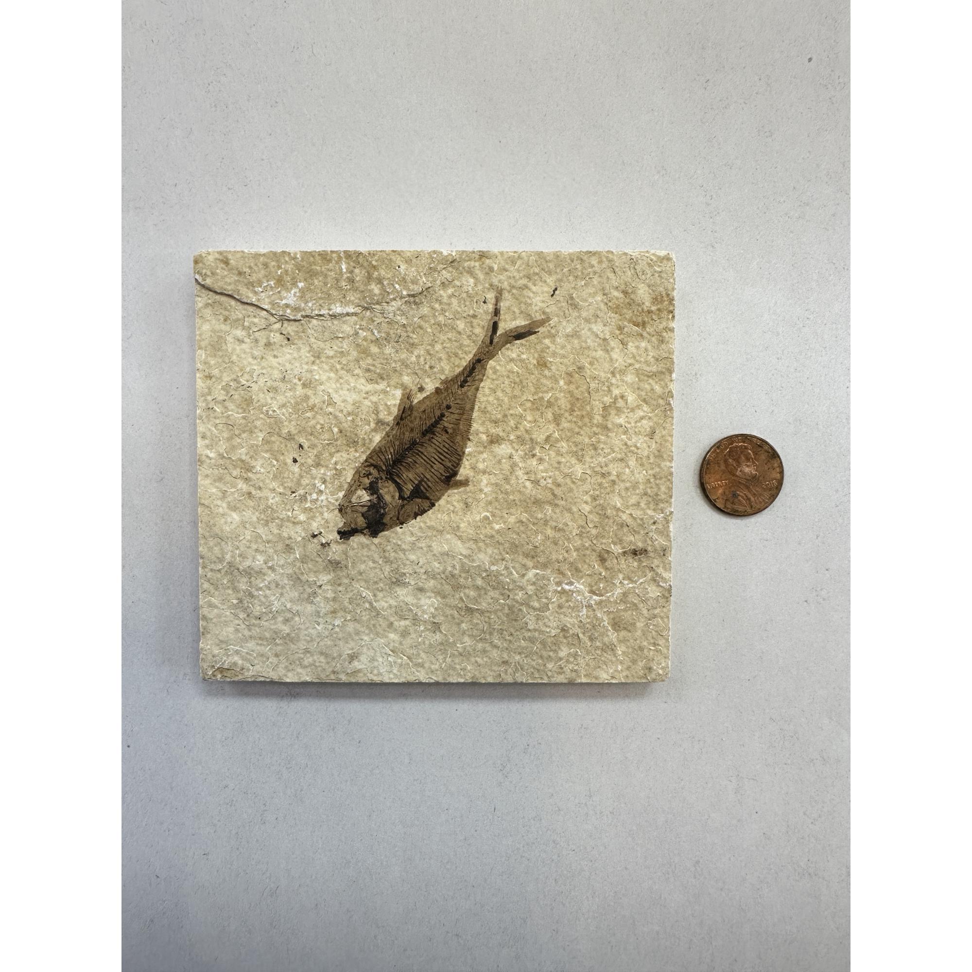 Diplomystis Fossil Fish, Wyoming Prehistoric Online