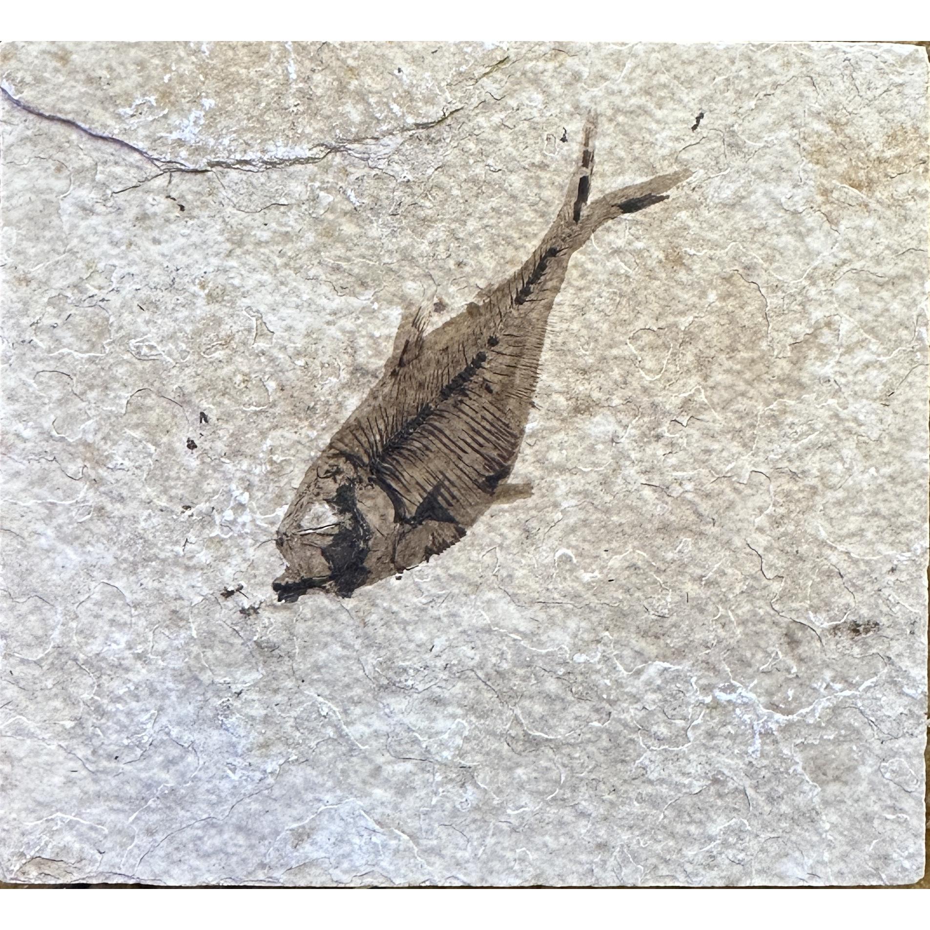 Diplomystis Fossil Fish, Wyoming Prehistoric Online