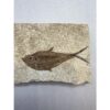 Diplomystis Fossil Fish, Kemmerer, WY Prehistoric Online