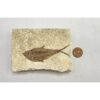 Diplomystis Fossil Fish, Kemmerer, WY Prehistoric Online