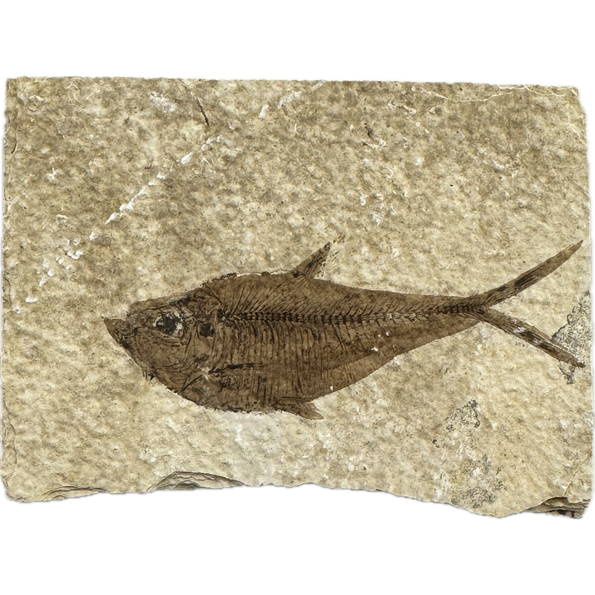 Diplomystis Fossil Fish, Kemmerer, WY Prehistoric Online