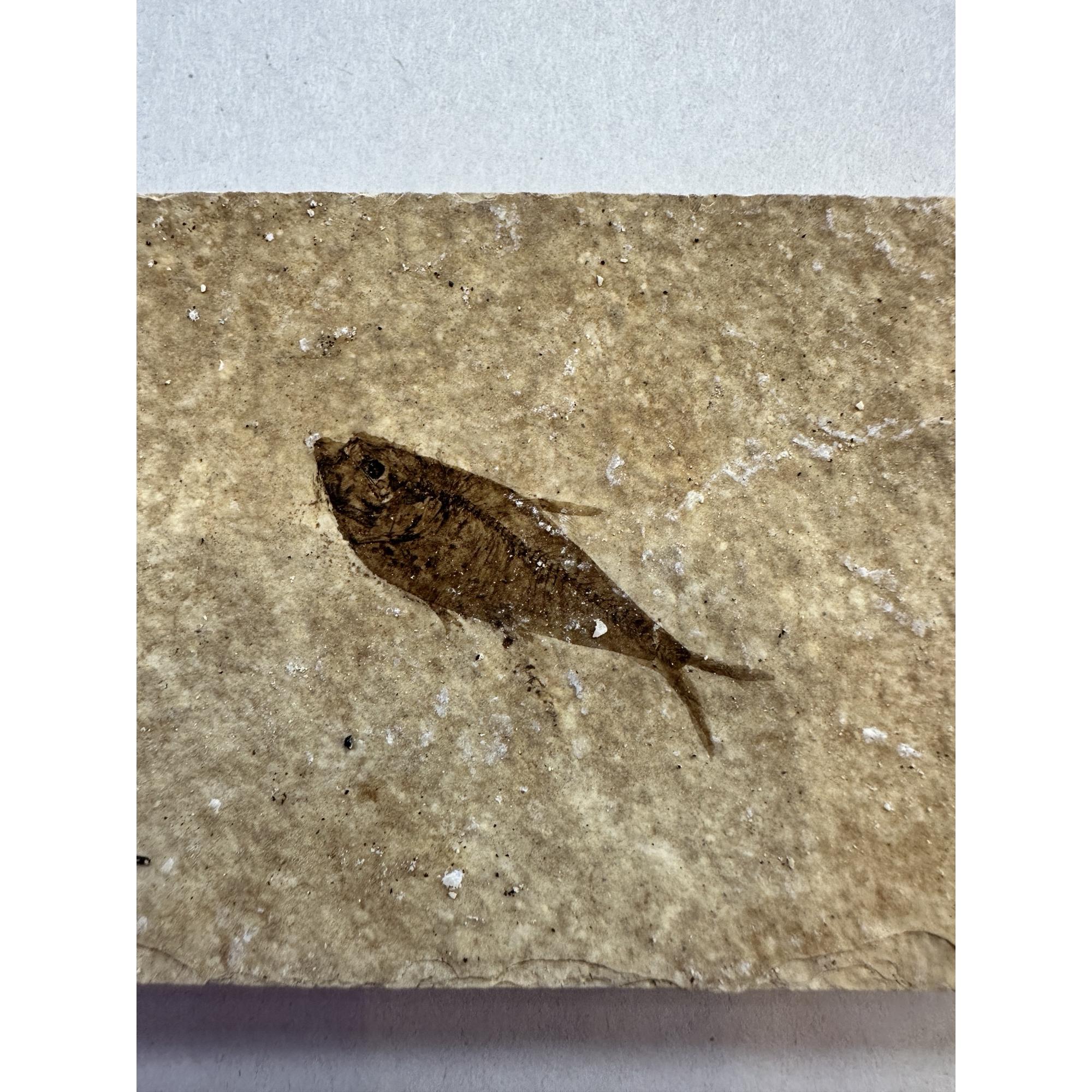 Knightia Fossil Fish, Green river Prehistoric Online