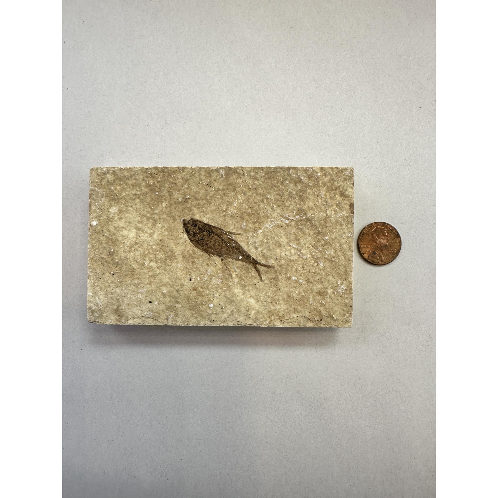 Knightia Fossil Fish, Green river Prehistoric Online