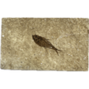 Knightia Fossil Fish, Green river Prehistoric Online