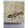 Knightia Fossil Fish, Green river, Wy Prehistoric Online