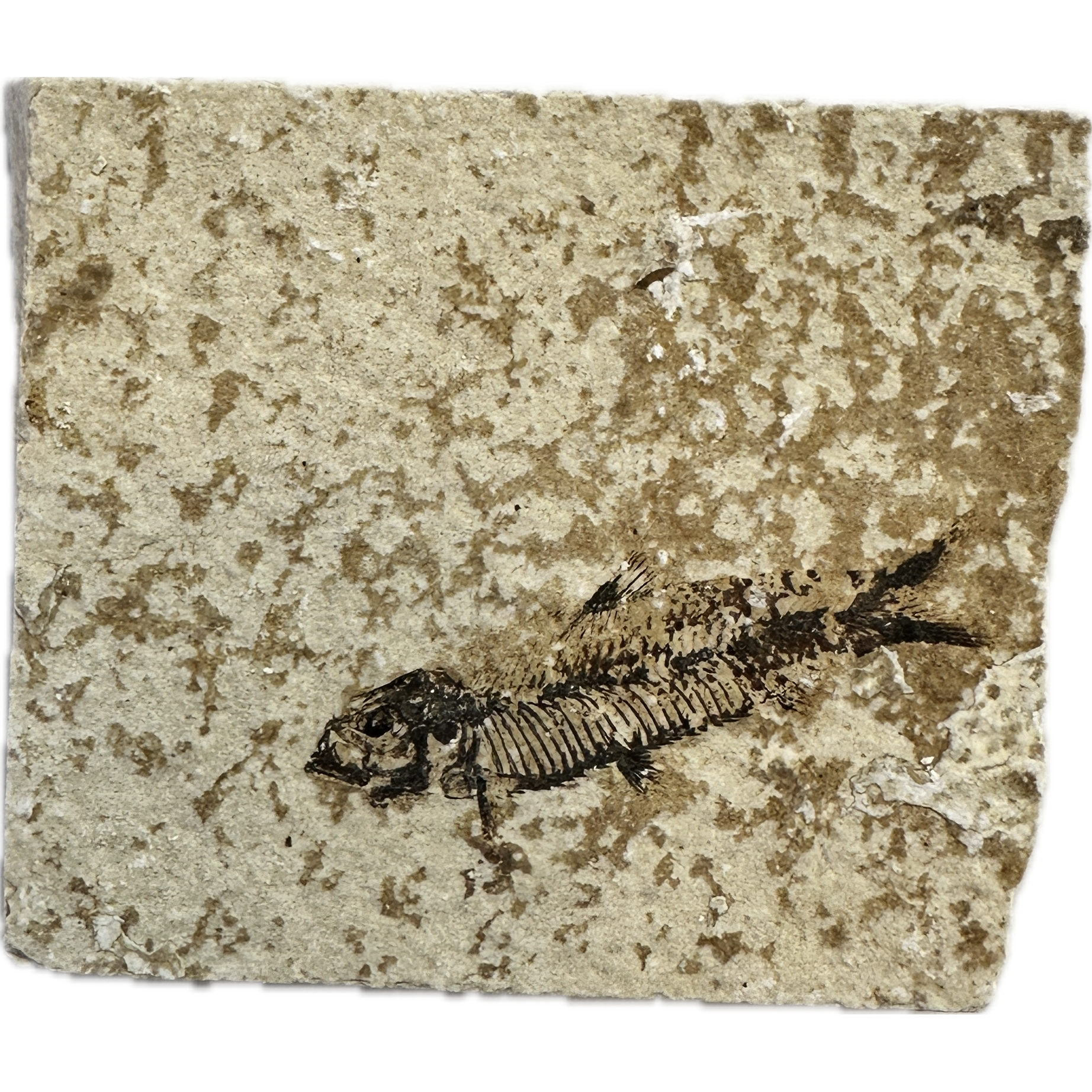 Knightia Fossil Fish, Green river, Wy Prehistoric Online