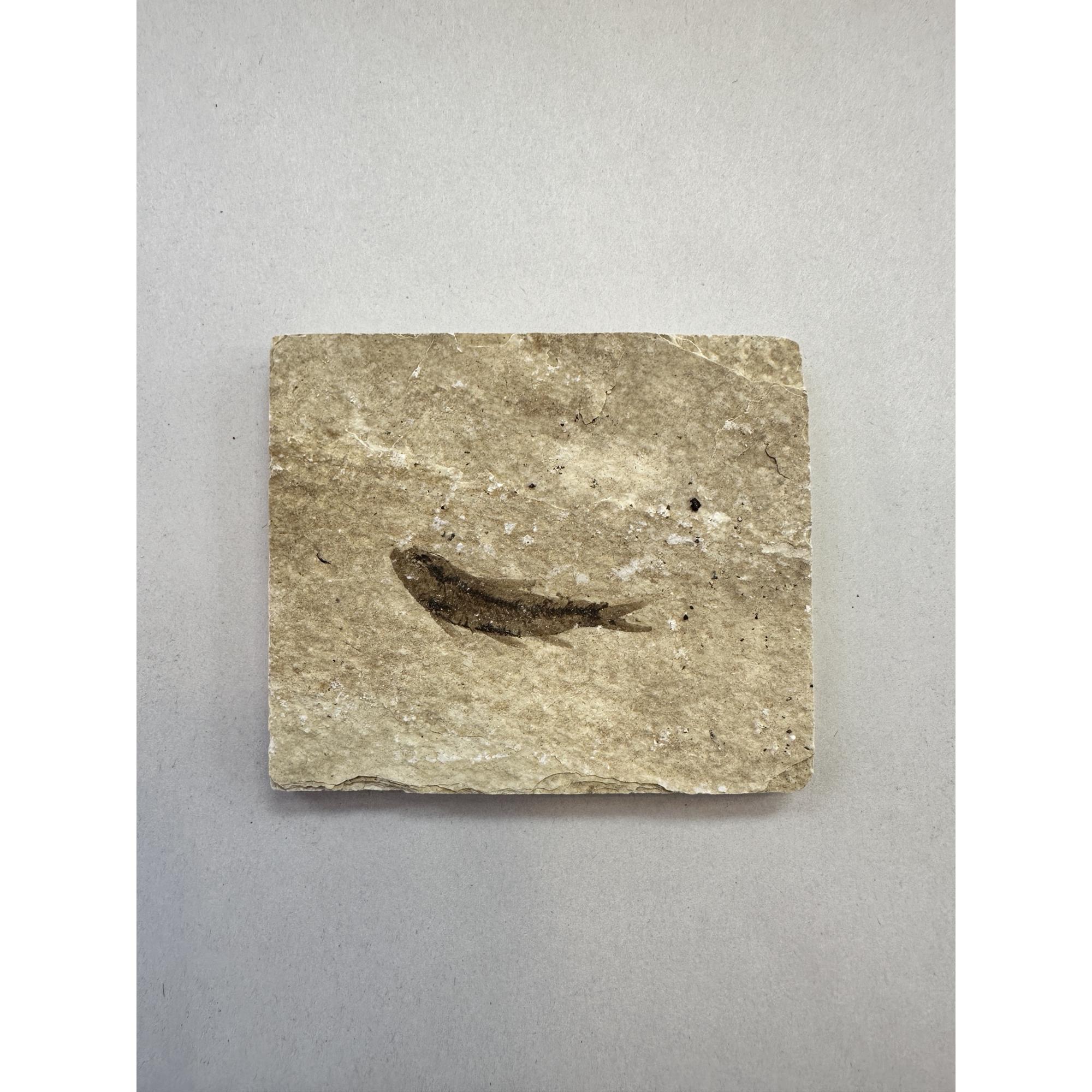 Knightia Fossil Fish, Kemmerer, Wy Prehistoric Online