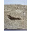 Knightia Fossil Fish, Kemmerer, Wy Prehistoric Online