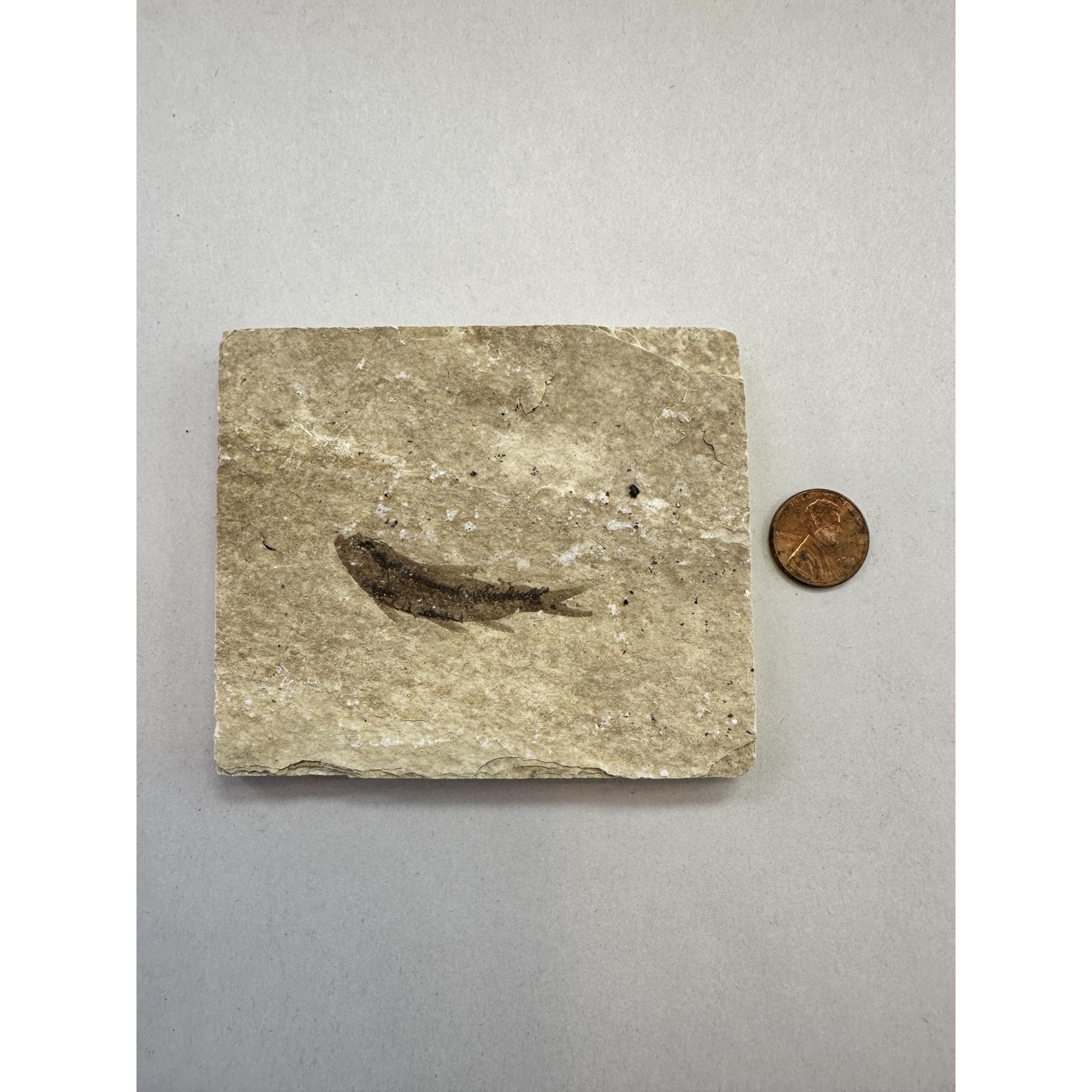 Knightia Fossil Fish, Kemmerer, Wy Prehistoric Online