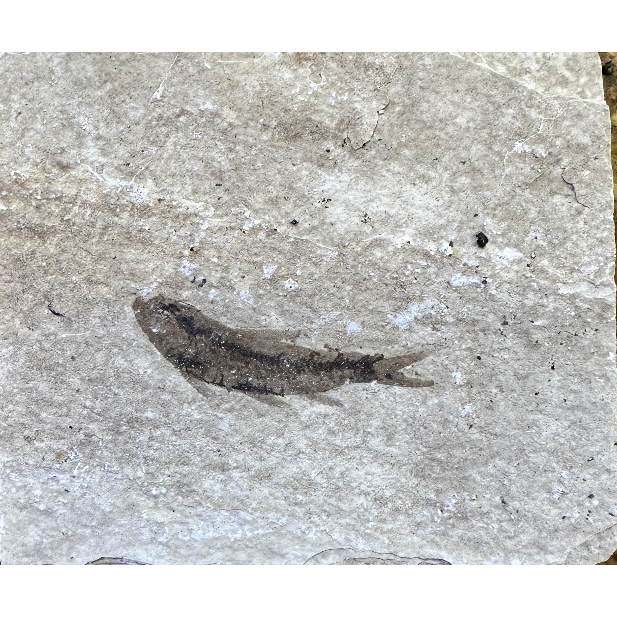 Knightia Fossil Fish, Kemmerer, Wy Prehistoric Online