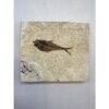 Diplomystis Fossil Fish, Kemmerer, WY Prehistoric Online