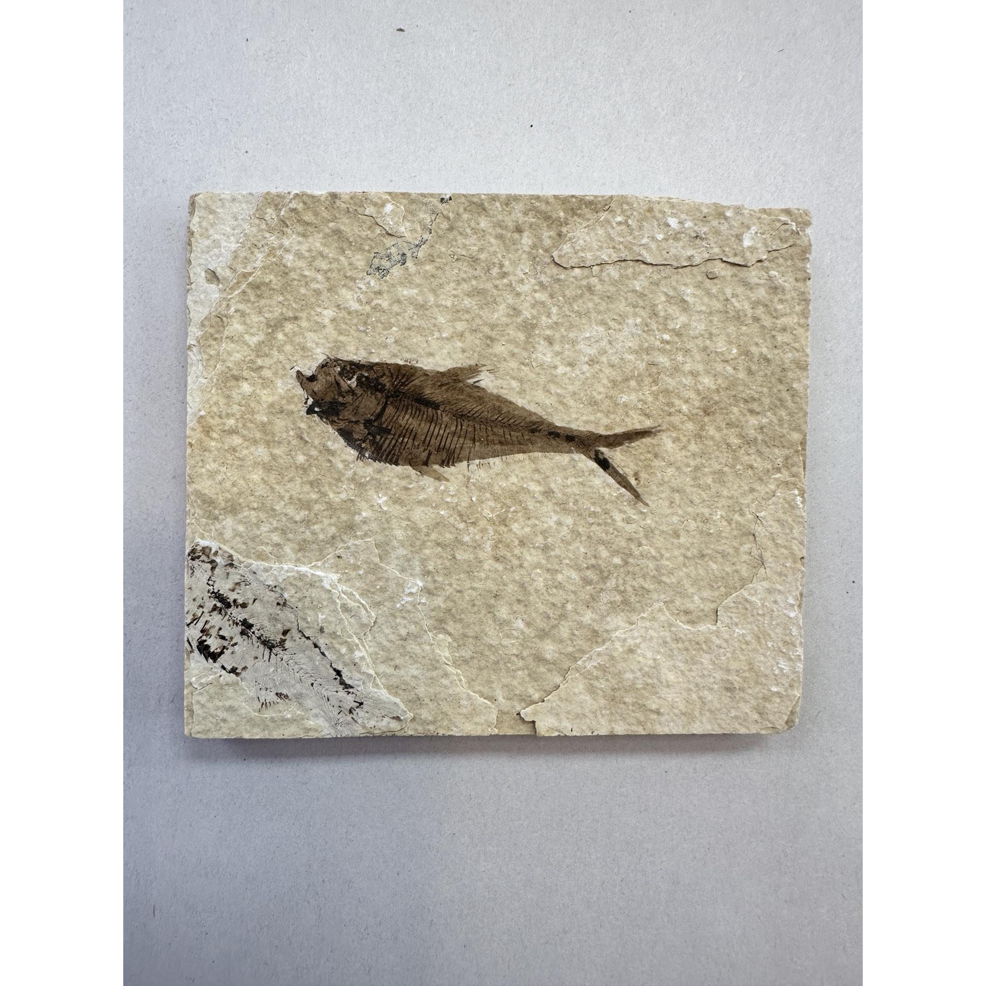 Diplomystis Fossil Fish, Kemmerer, WY Prehistoric Online