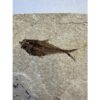 Diplomystis Fossil Fish, Kemmerer, WY Prehistoric Online