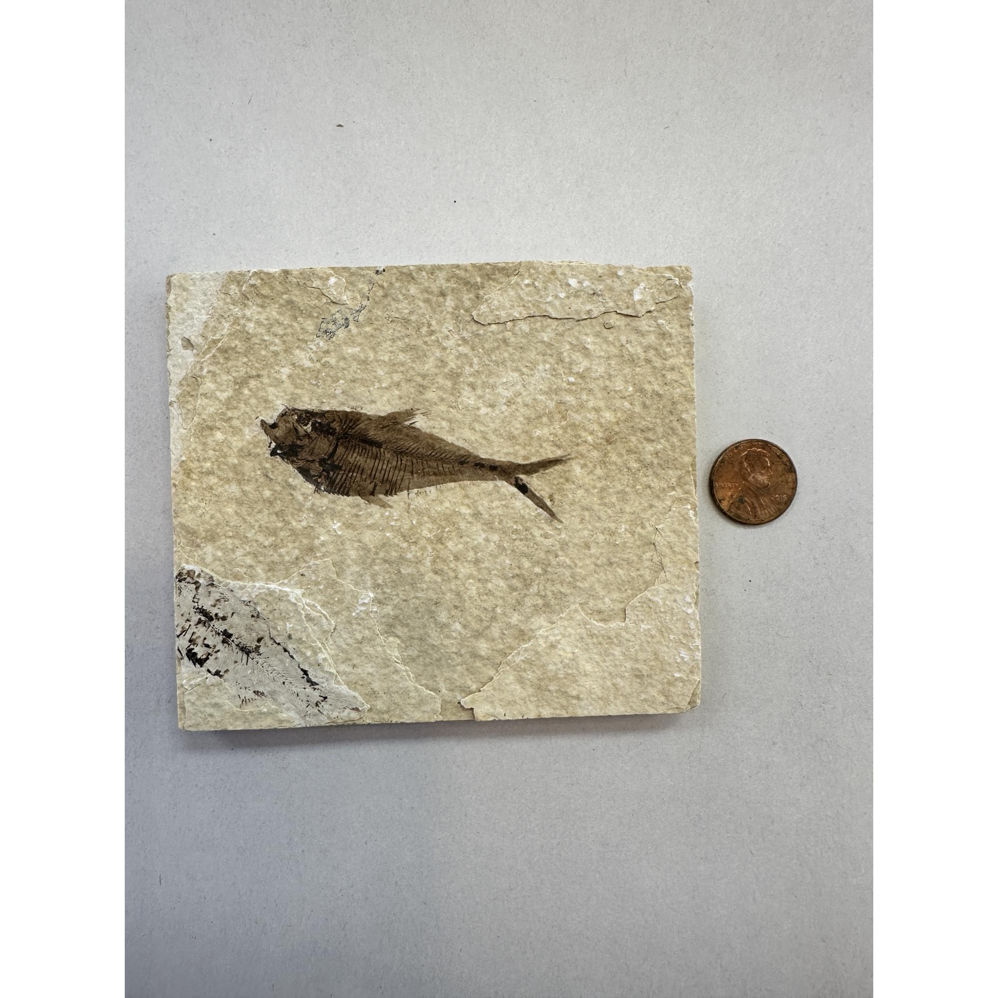 Diplomystis Fossil Fish, Kemmerer, WY Prehistoric Online