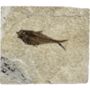 Diplomystis Fossil Fish, Kemmerer, WY Prehistoric Online