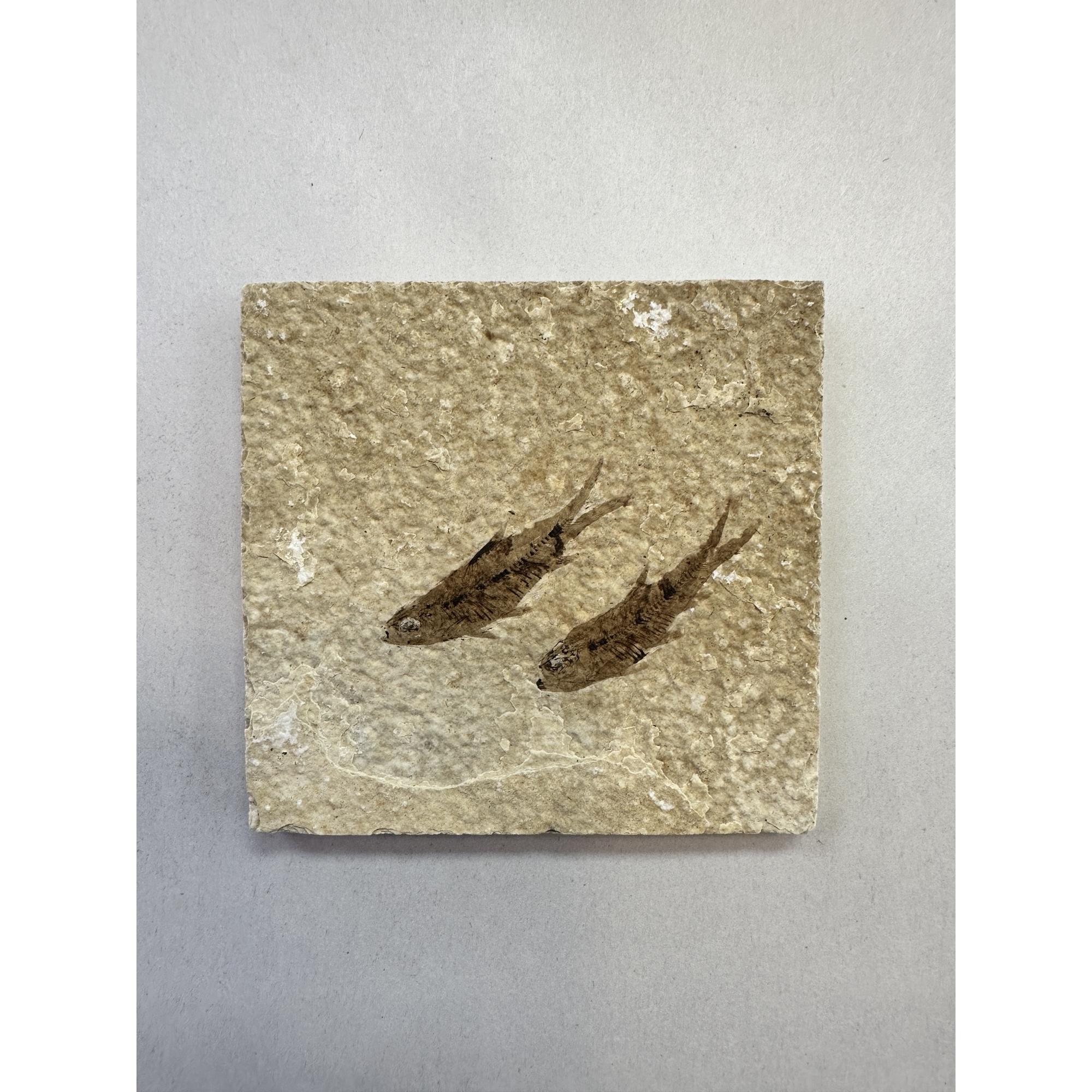 Knightia Fossil Fish, Wyoming, twins Prehistoric Online