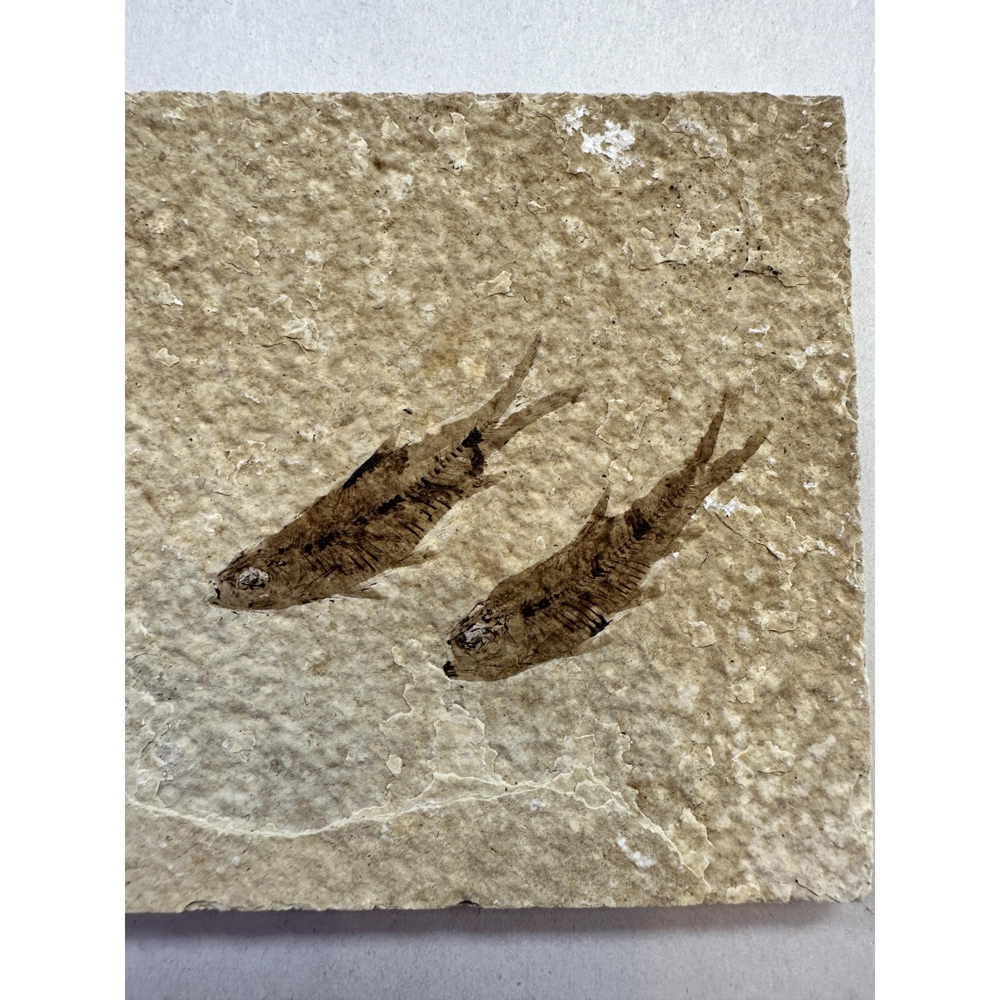 Knightia Fossil Fish, Wyoming, twins Prehistoric Online