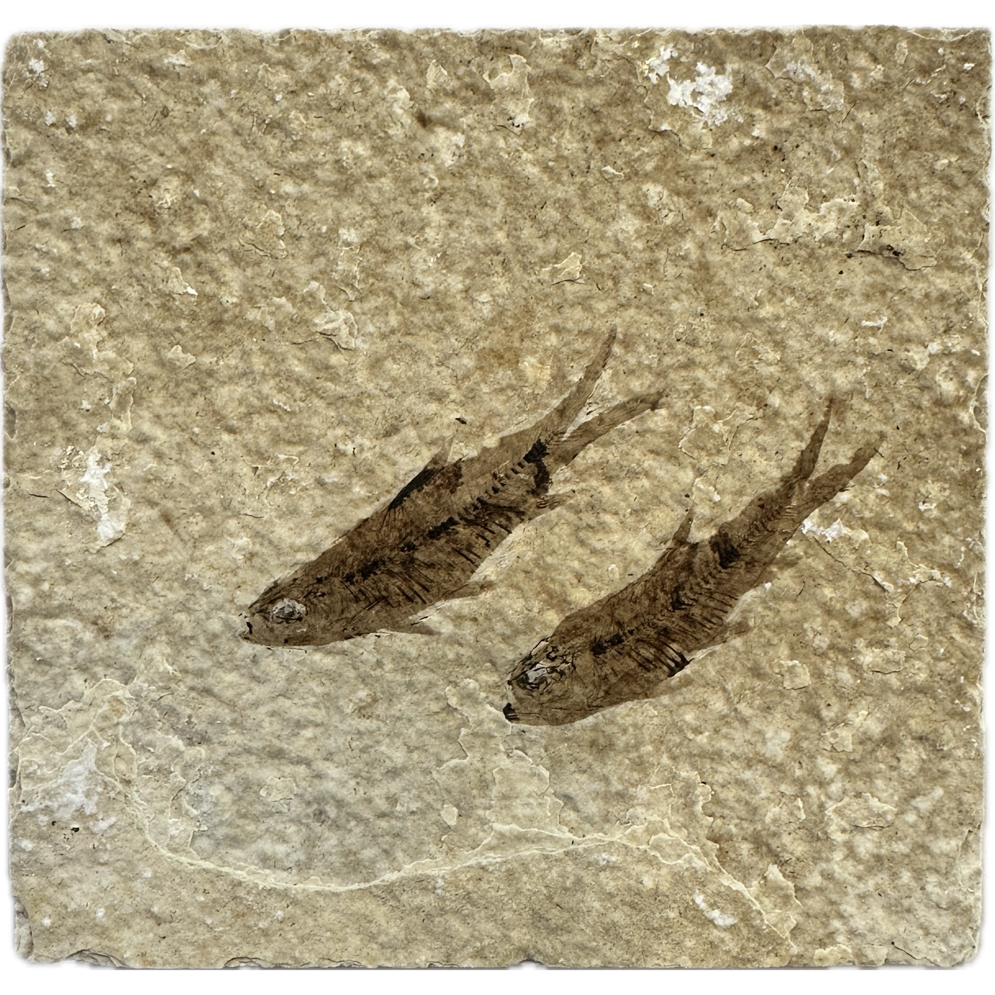 Knightia Fossil Fish, Wyoming, twins Prehistoric Online