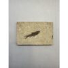 Knightia Fossil Fish, Kemmerer, Wyoming Prehistoric Online