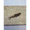 Knightia Fossil Fish, Kemmerer, Wyoming Prehistoric Online