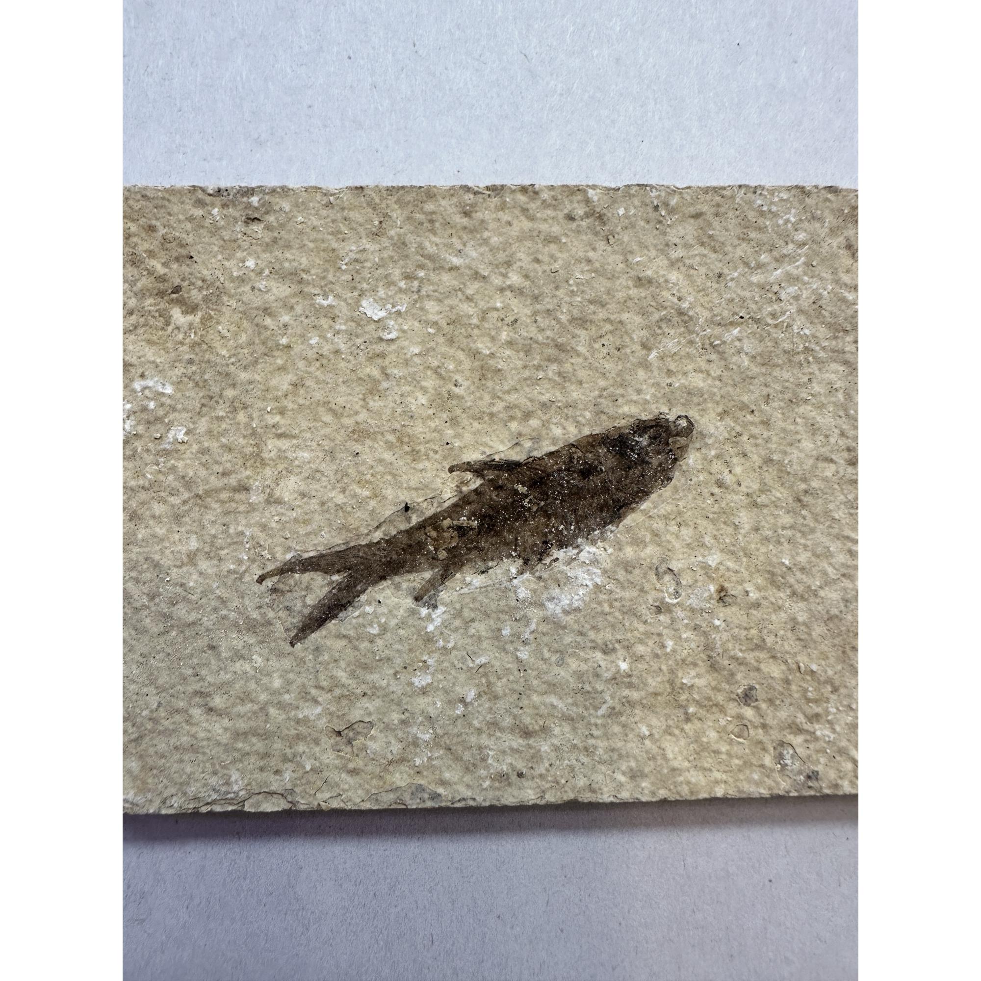 Knightia Fossil Fish, Kemmerer, Wyoming Prehistoric Online