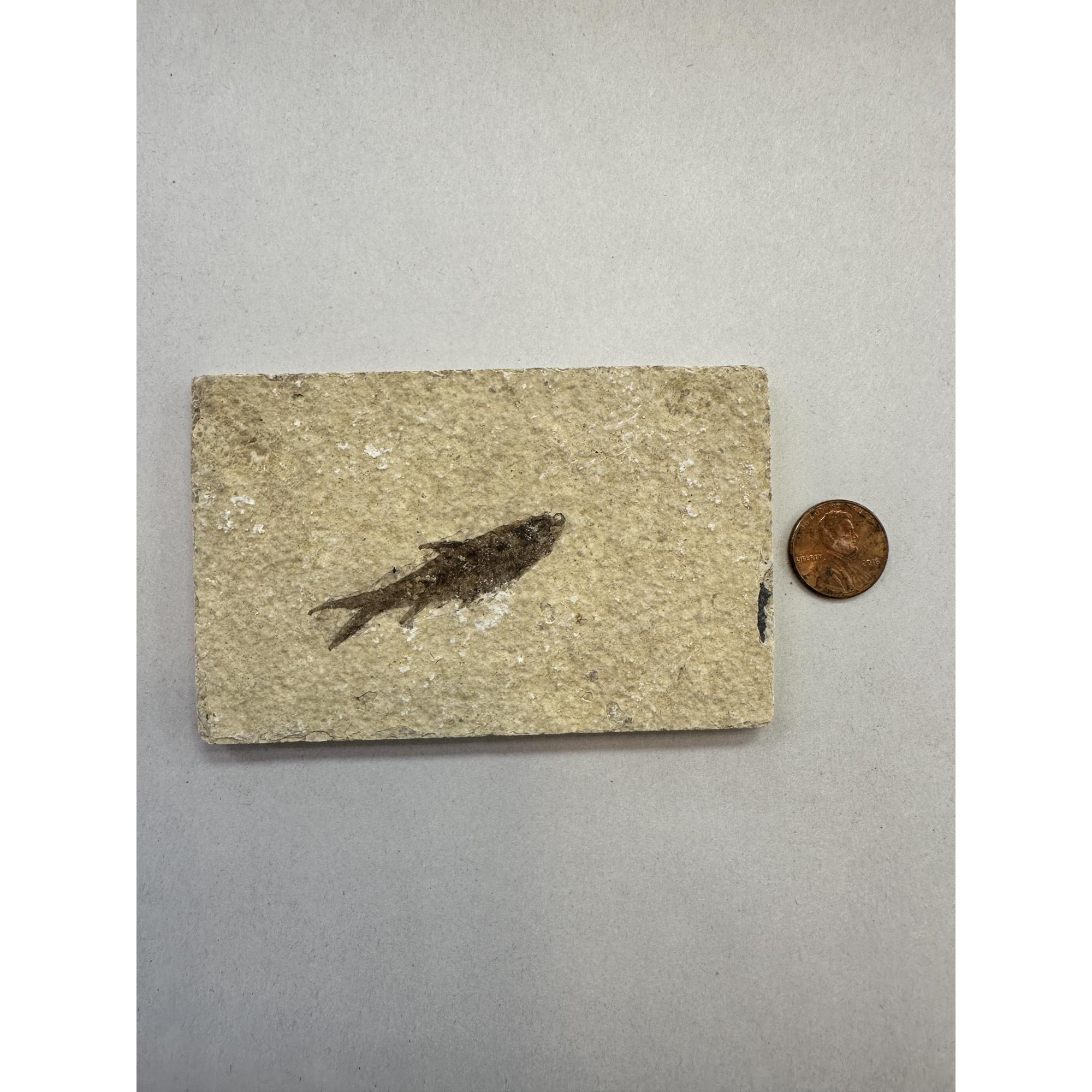 Knightia Fossil Fish, Kemmerer, Wyoming Prehistoric Online