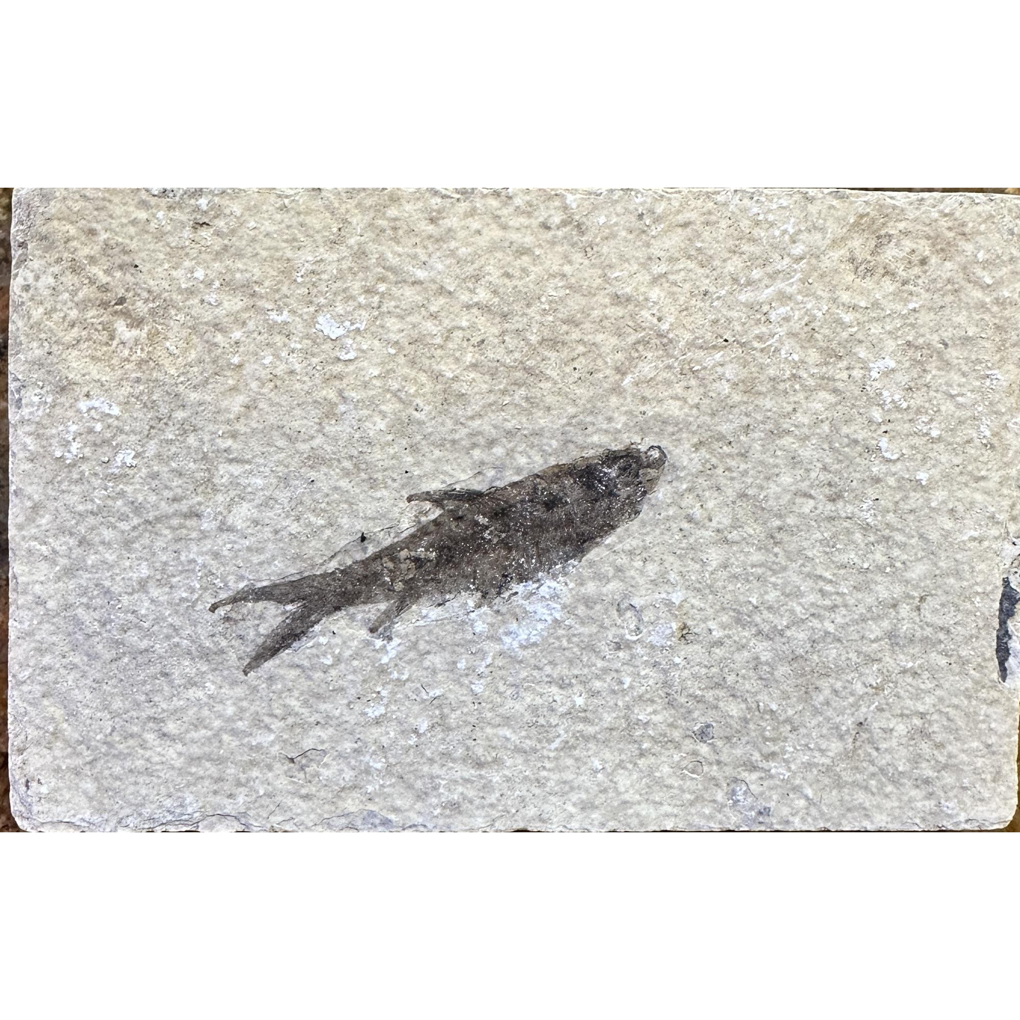 Knightia Fossil Fish, Kemmerer, Wyoming Prehistoric Online