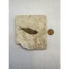 Knightia Fossil Fish, Wyoming Prehistoric Online