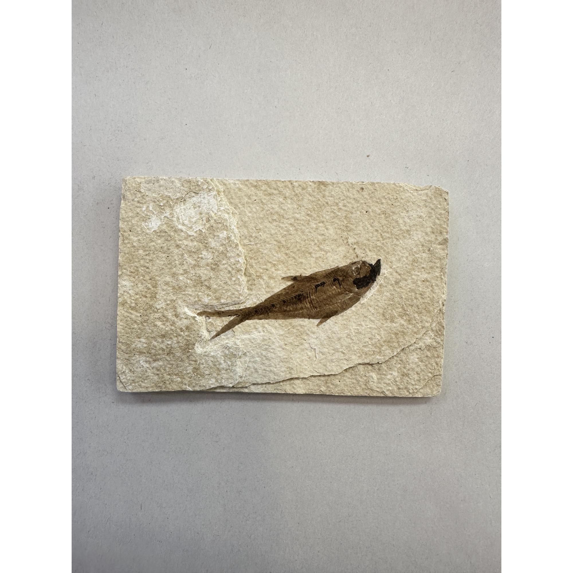 Diplomystis Fossil Fish, Kemmerer, WY Prehistoric Online