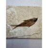 Diplomystis Fossil Fish, Kemmerer, WY Prehistoric Online