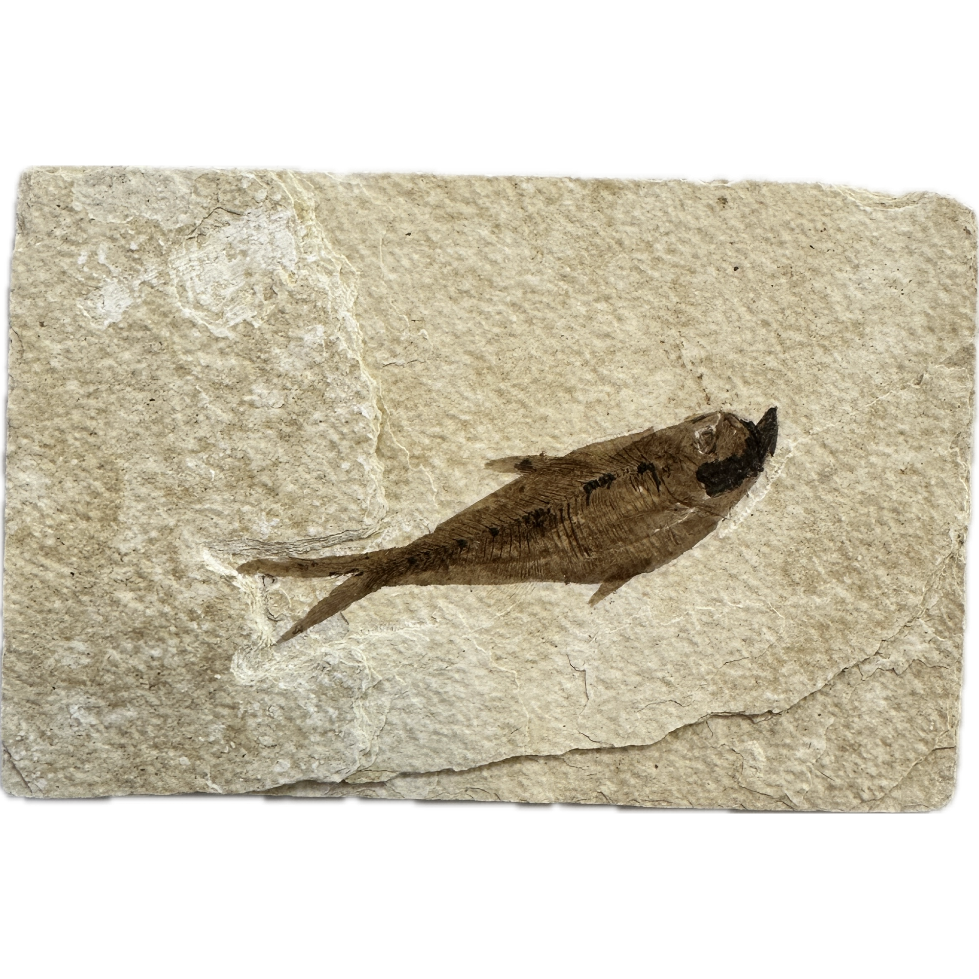 Diplomystis Fossil Fish, Kemmerer, WY Prehistoric Online