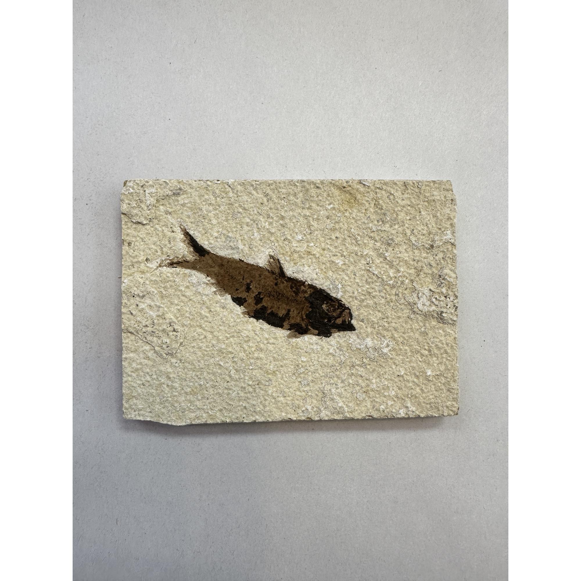 Knightia Fossil Fish, Wyoming Prehistoric Online