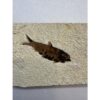 Knightia Fossil Fish, Wyoming Prehistoric Online