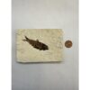 Knightia Fossil Fish, Wyoming Prehistoric Online