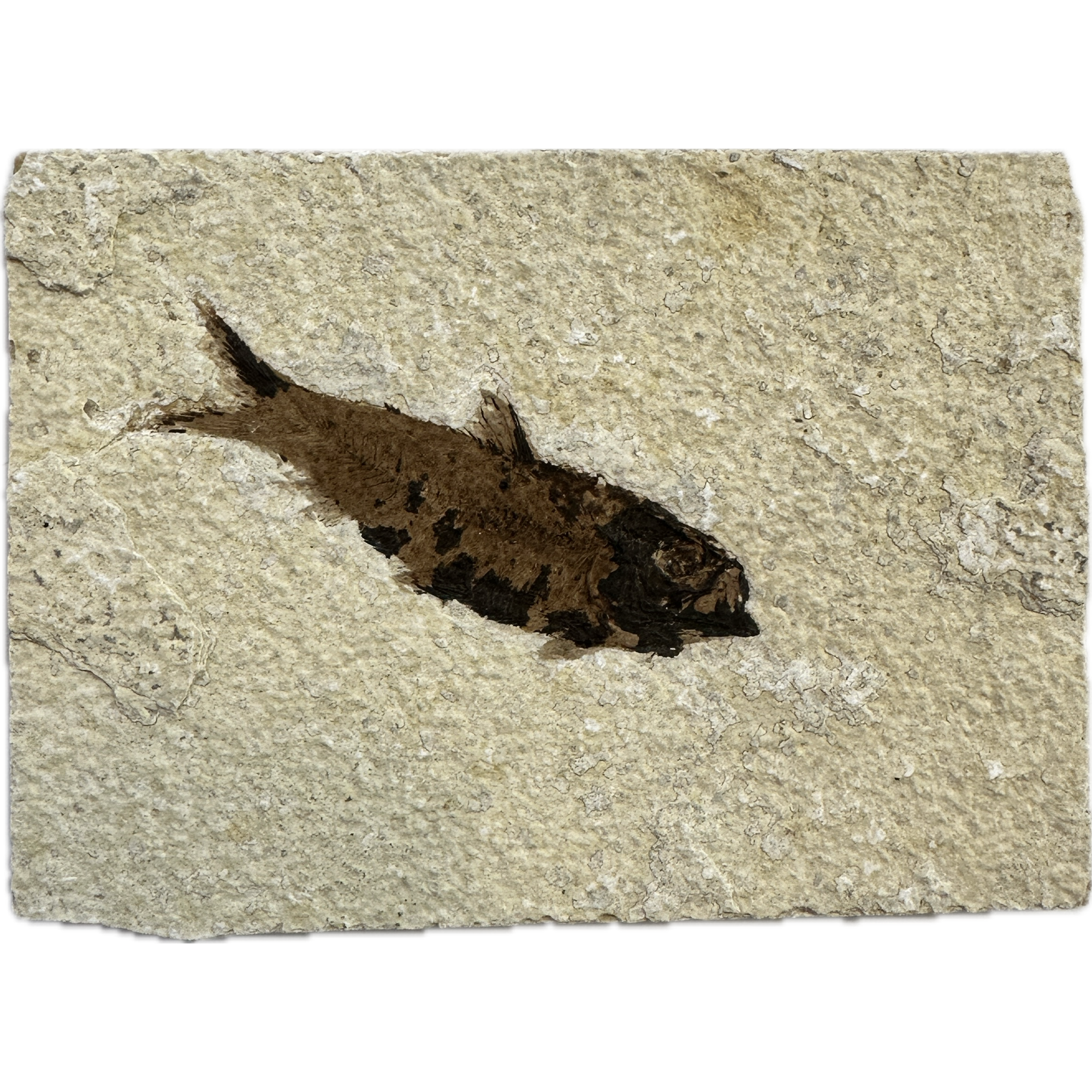 Knightia Fossil Fish, Wyoming Prehistoric Online