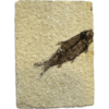 Knightia Fossil Fish, Wyoming Prehistoric Online