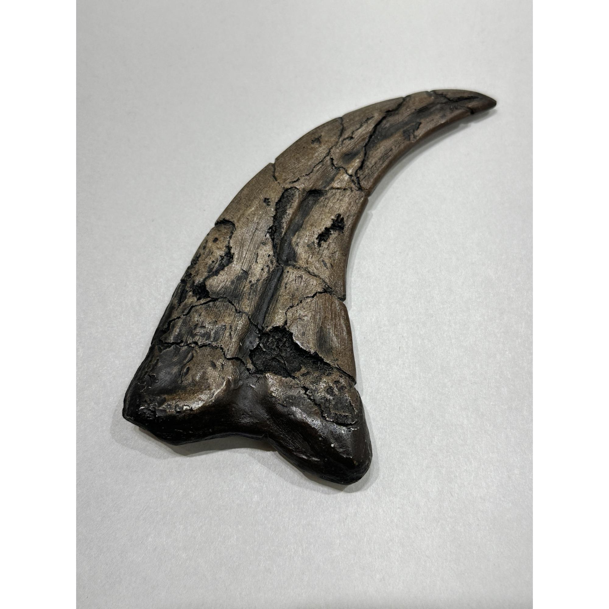 Suchomimus Dinosaur Claw Replica Prehistoric Online