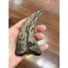 Suchomimus Dinosaur Claw Replica Prehistoric Online