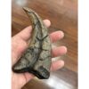 Suchomimus Dinosaur Claw Replica Prehistoric Online