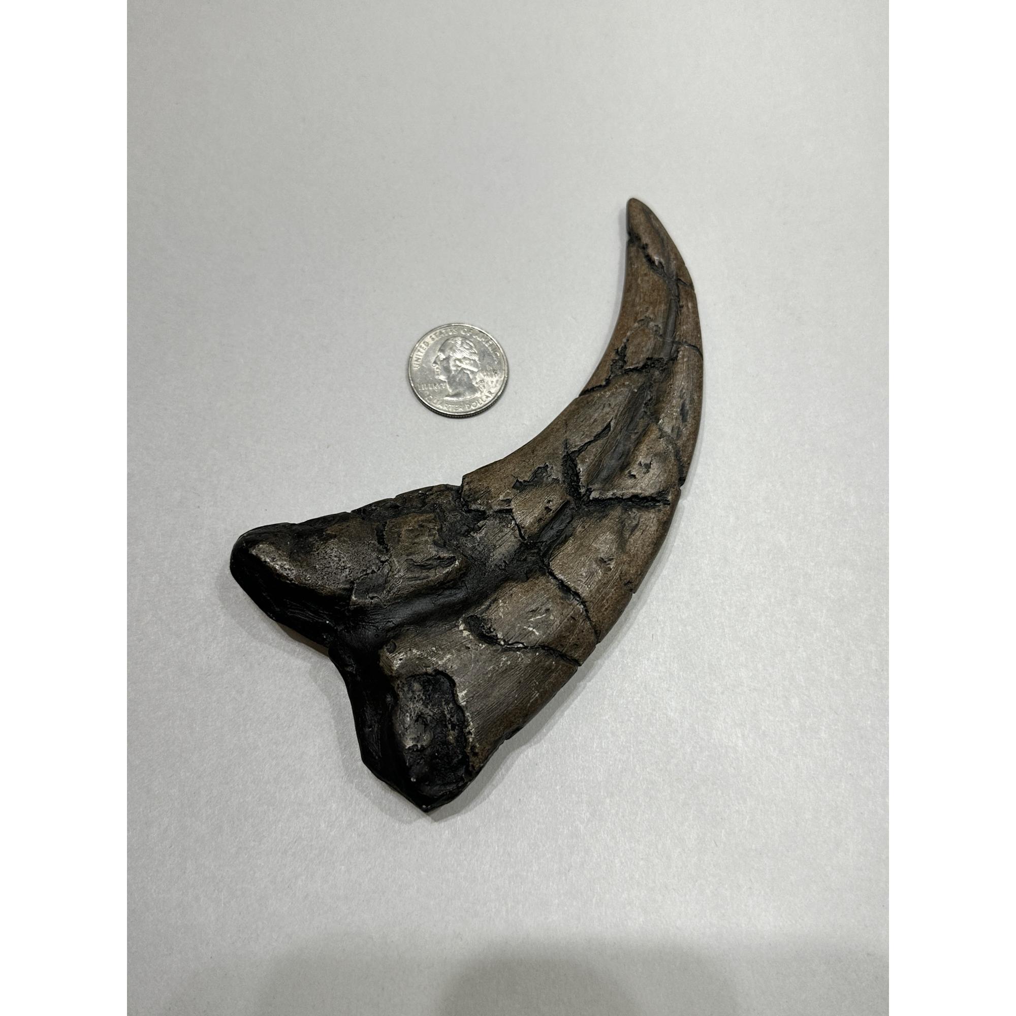 Suchomimus Dinosaur Claw Replica Prehistoric Online