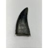 T-Rex Dinosaur tooth Replica Prehistoric Online