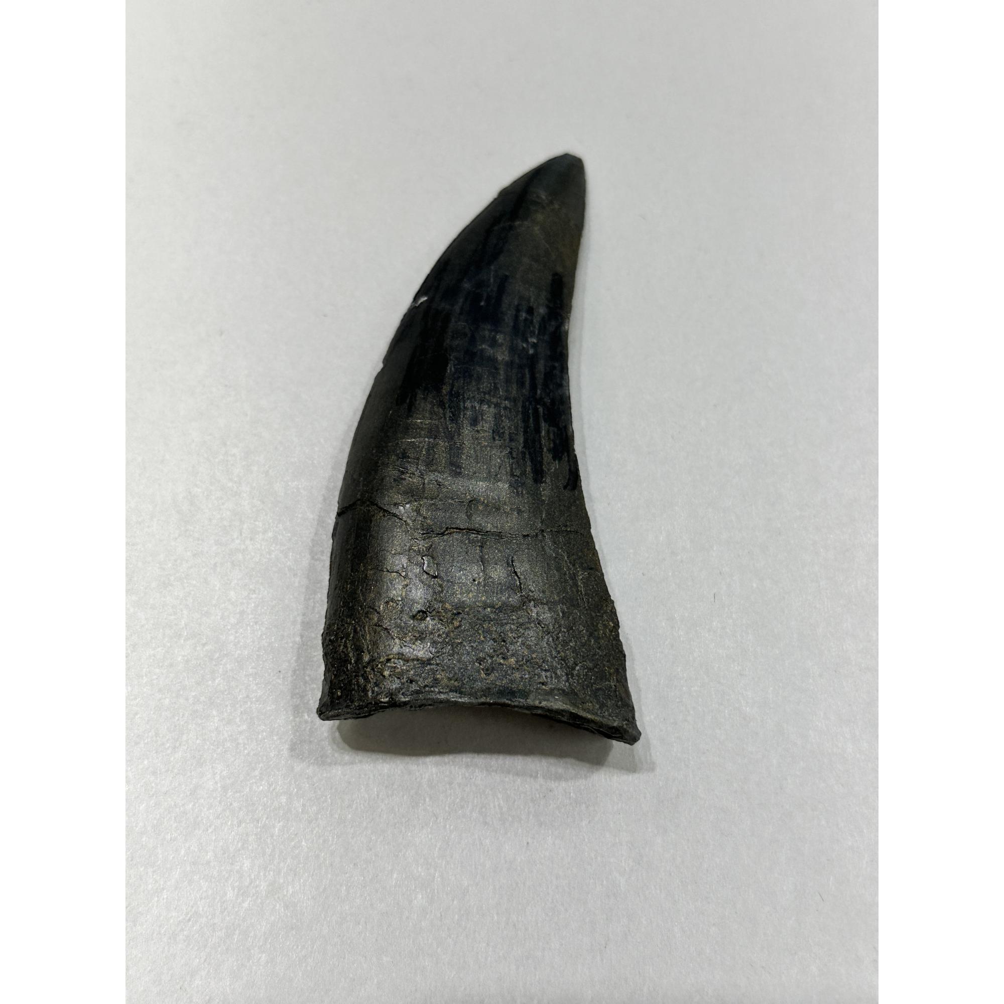 T-Rex Dinosaur tooth Replica Prehistoric Online