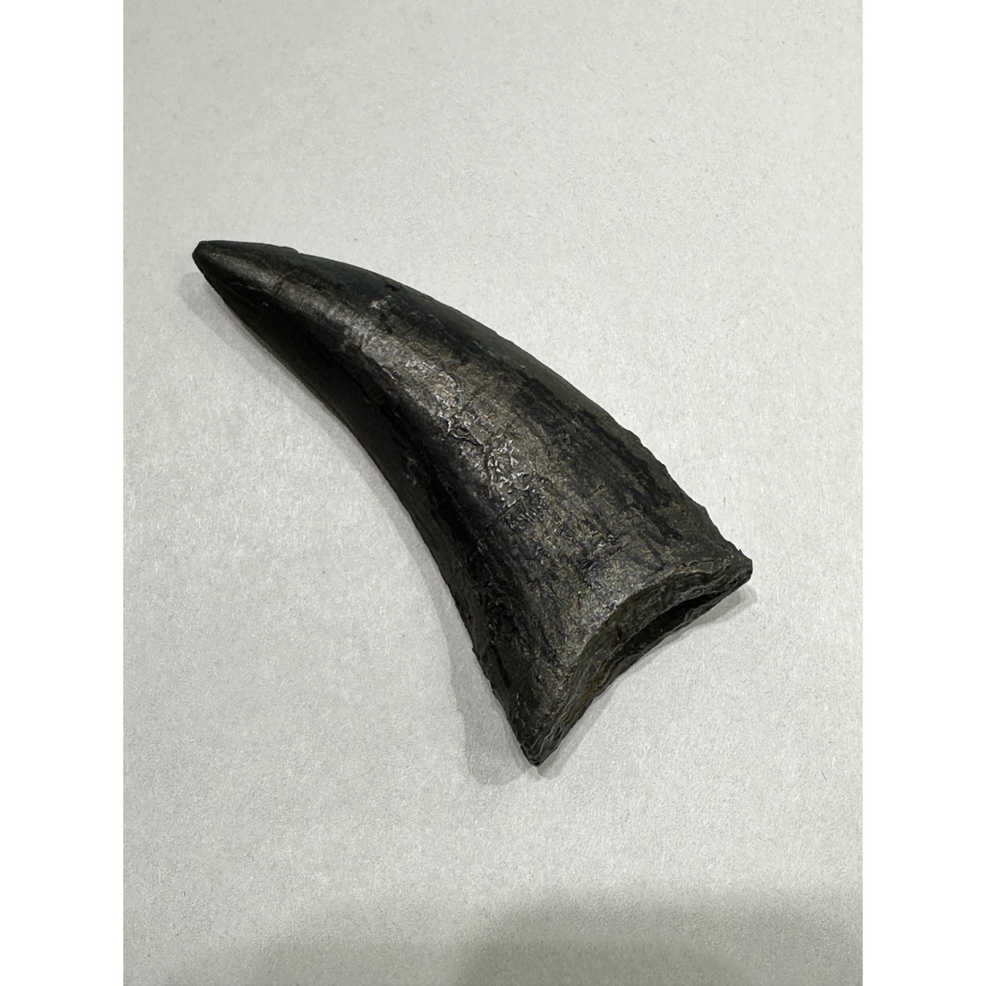 T-Rex Dinosaur tooth Replica Prehistoric Online