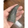 T-Rex Dinosaur tooth Replica Prehistoric Online