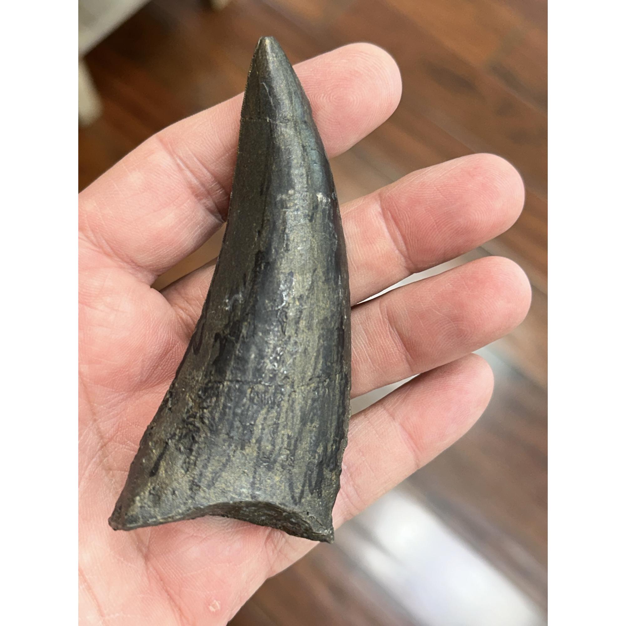 T-Rex Dinosaur tooth Replica Prehistoric Online