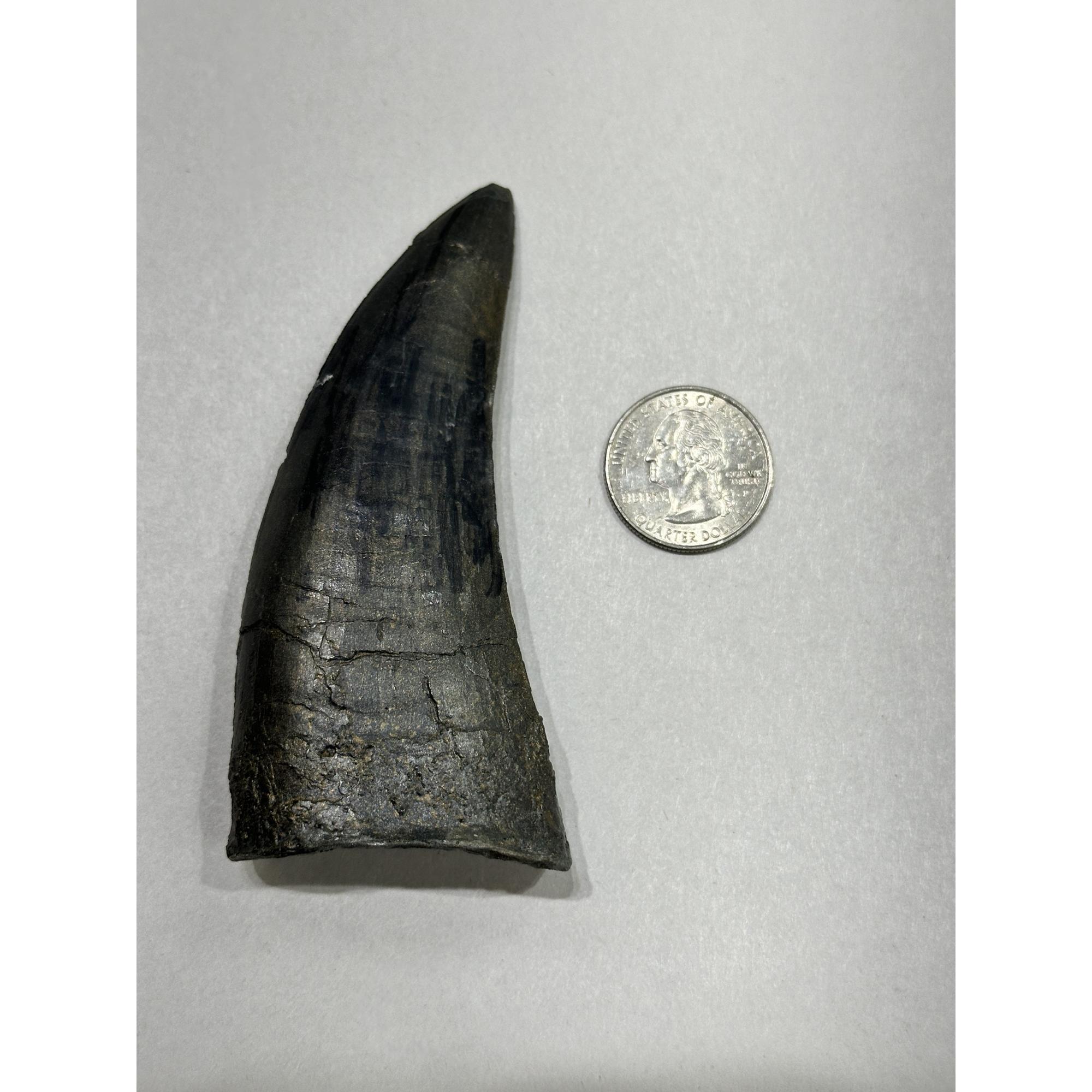 T-Rex Dinosaur tooth Replica Prehistoric Online