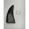 T-Rex Dinosaur tooth Replica Prehistoric Online