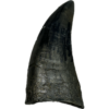 T-Rex Dinosaur tooth Replica Prehistoric Online