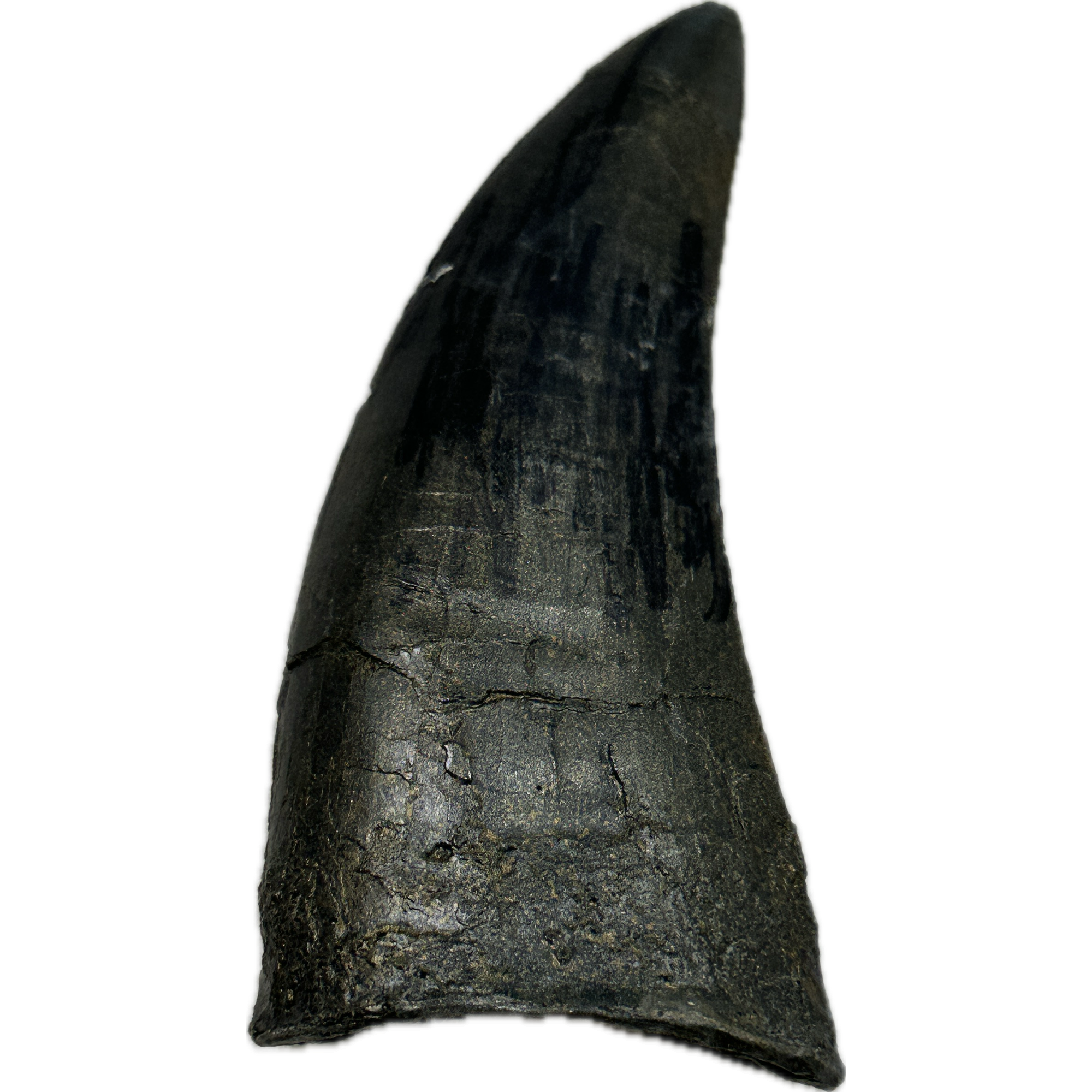 T-Rex Dinosaur tooth Replica Prehistoric Online